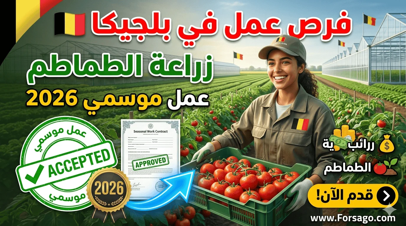 فرص العمل الموسمي في القطاع الفلاحي ببلجيكا زراعة الطماطم 2026 