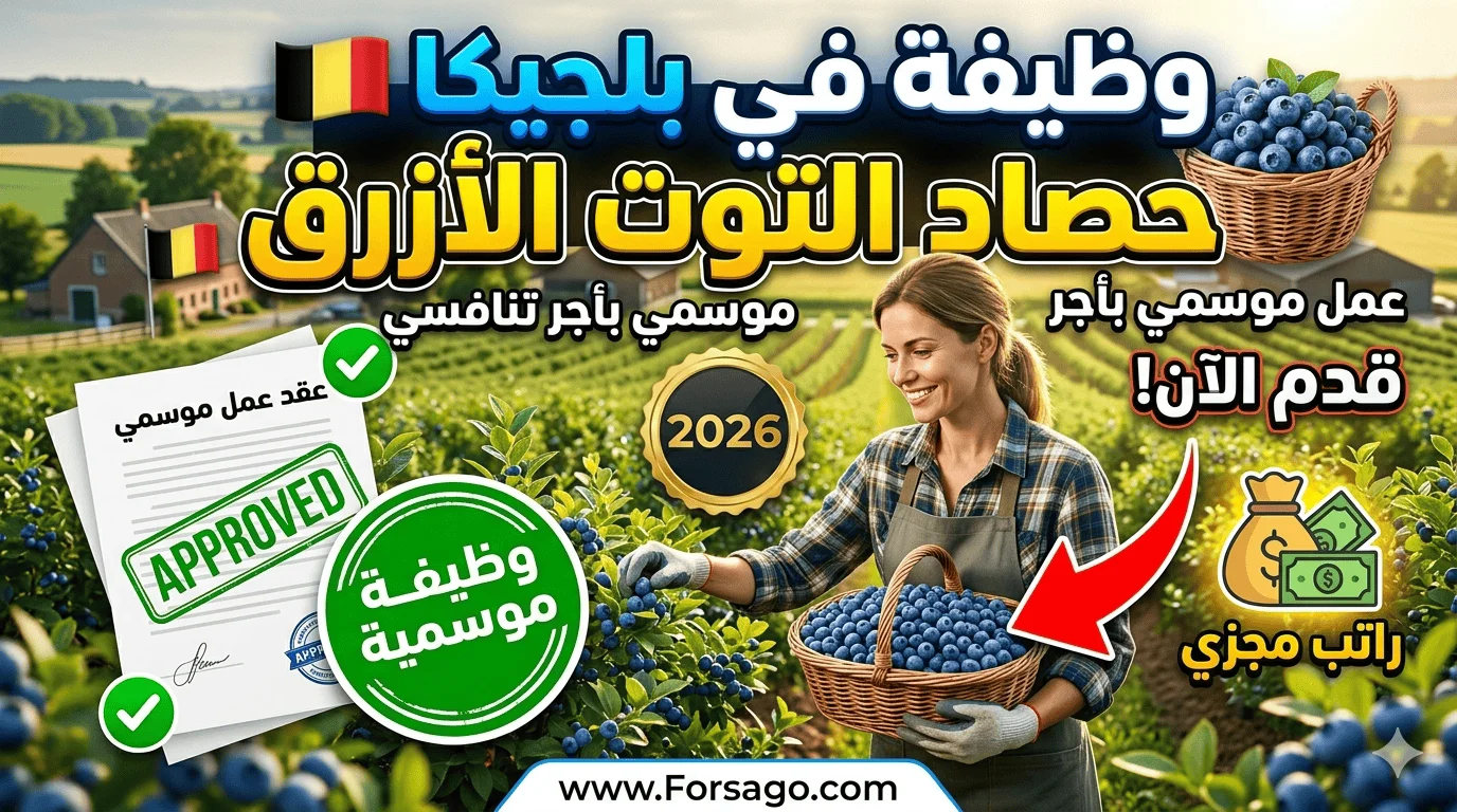 عامل موسم حصاد التوت - أودسبيرجن (بلجيكا)